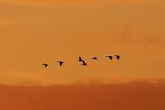David Plant Photography - Wildlife Photographer - Greylag geese  at sunset - D